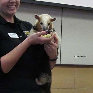 Xena, the Vested Tamandua