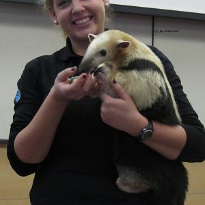 Xena, the Vested Tamandua