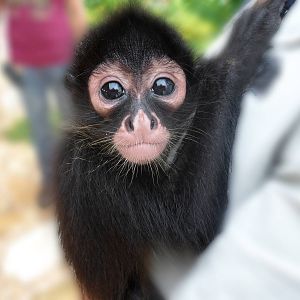 Baby Monkey