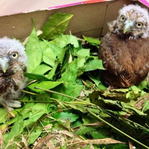 Baby Owls