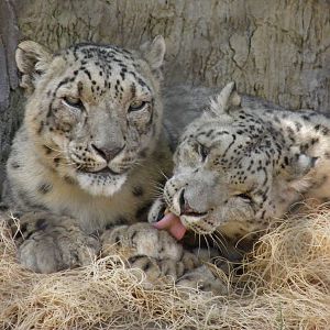 Snow Leopards