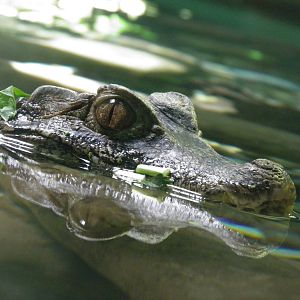 Cuvier's dwarf caiman
