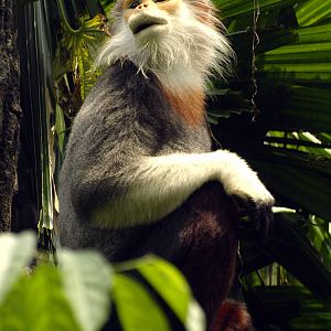 Red-shanked Douc Langur