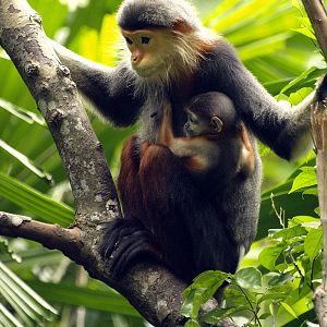Red-shanked Douc Langur