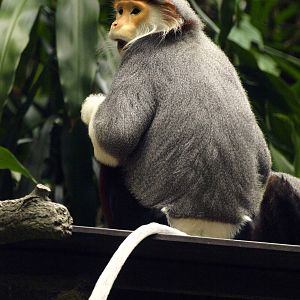 Red-shanked Douc Langur