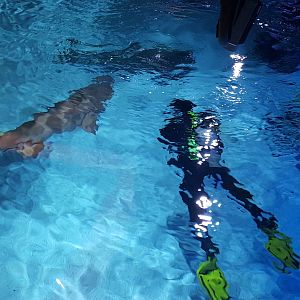 Dec. 2015 - Shark Top - Scuba Santa Session