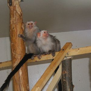 Silvery Marmoset