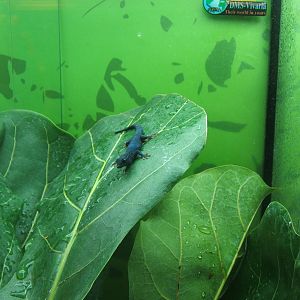 Turquoise Dwarf Gecko (Lygodactylus williamsi)