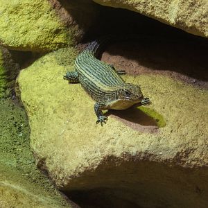 Great Plated Lizard (Gerrhosaurus major)
