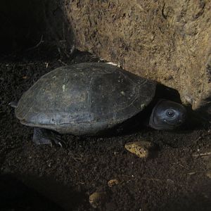 Black Marsh Turtle (Siebenrockiella crassicollis)
