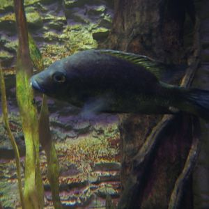 East Coast Grey Cichlid (Ptychochromis species)