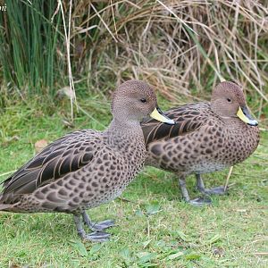 South Georgia Pintails (Anas georgica georgica), November 2008