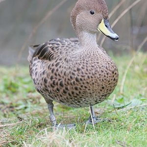 South Georgia Pintail (Anas georgica georgica), November 2008