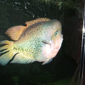 Spotted Cichlid (Cichlasoma synspilum)