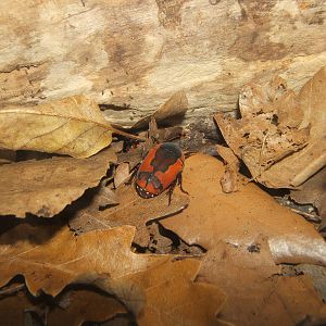 Ornate Sun Beetle (Pachnoda trimaculata)