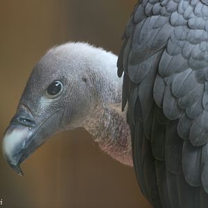 Indian White-rumped Vulture (Gyps bengalensis), May 2009