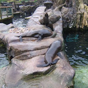 South American Fur Seal