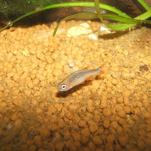 Celestial Pearl Danio