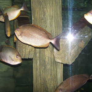 Java Rabbitfish (Siganus javus)