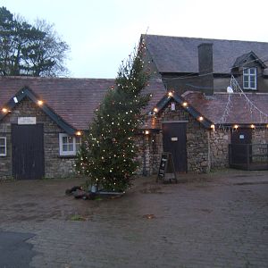 Its a bit windy for this tree!!!