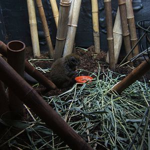 Lac Alaotran Gentle Lemur