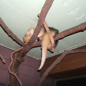 Tamandua