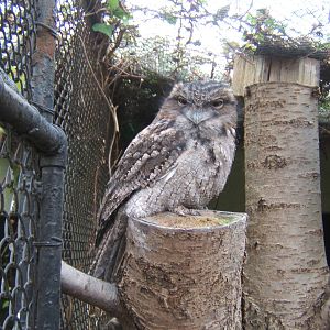 Tawny Frogmouth
