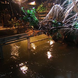 Pygmy Hippo House inside