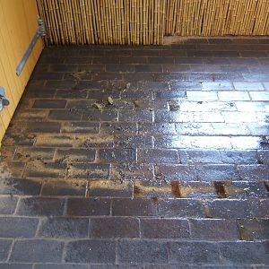 Pygmy Hippo House inside