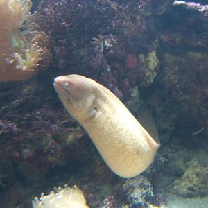 White-eye Moray