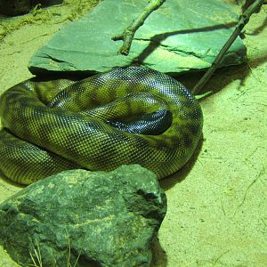 Black-headed Python
