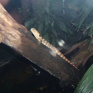 Chinese Crocodile Lizard