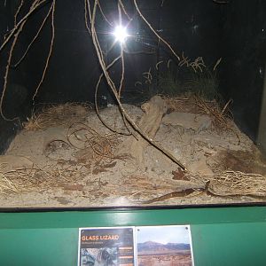View of Glass Lizard exhibit