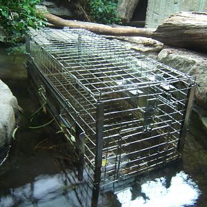 Crocodile trap cage in the exhibit for the female Philippine Croc