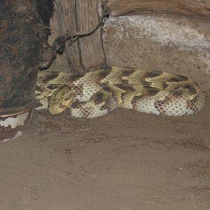 Puff Adder