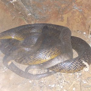 Inland Taipan