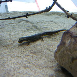 Sardinian Brook Salamander (Euproctus platycephalus)