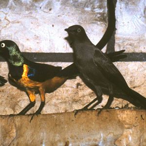 Golden-breasted and Ashy starling