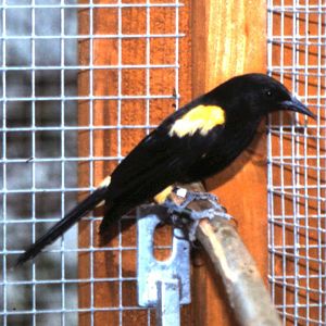 Hispaniolan oriole male