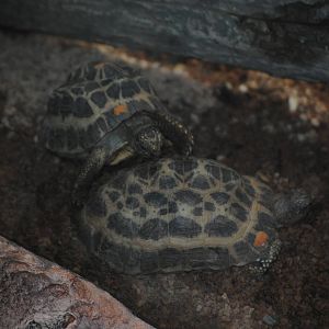 Common Spider Tortoise