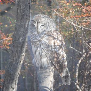 Barred Owl