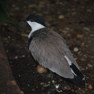 Spur-Winged Lapwing
