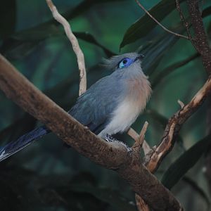 Crested Coua