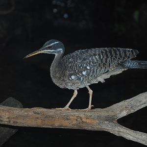 Sunbittern