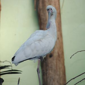 African Spoonbill