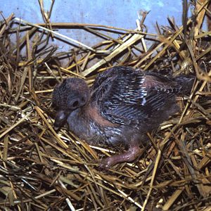 Crested pigeon nestling