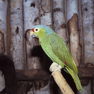 Red-lored amazon
