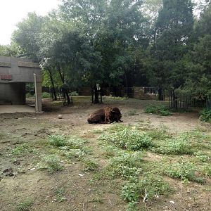 American Zone enclosure 2