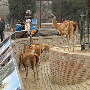 guanacos