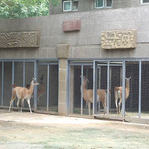 guanacos